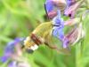 Hemaris fuciformis